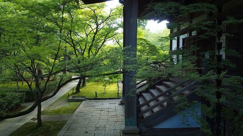 Trees and plants growing on staircase of building