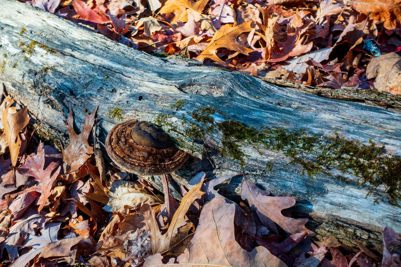 FULL FRAME SHOT OF DRY LEAVES ON WOOD