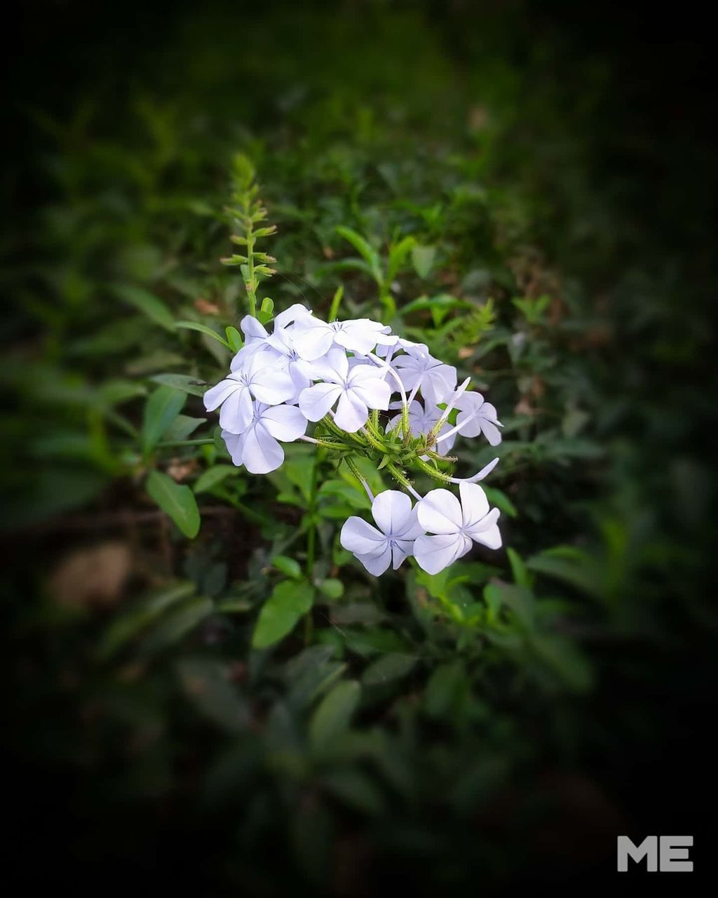 flower, plant, flowering plant, beauty in nature, freshness, nature, green, fragility, close-up, macro photography, white, no people, petal, flower head, growth, outdoors, inflorescence, plant part, leaf, wildflower, selective focus, botany, springtime, focus on foreground