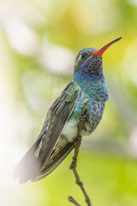 Close-up of a bird perching on a plant