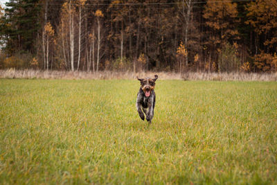 Rough-coated bohemian pointer runs through grassy field and enjoys long straights. marathon training