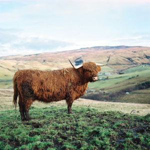 Highland cow standing on field against sky