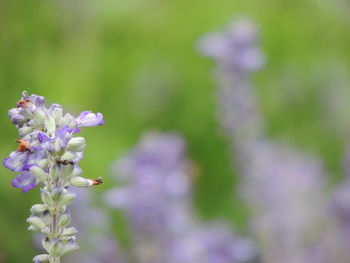 Close-up of purple flowering plant