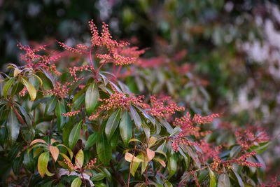 Close-up of red flowering plant