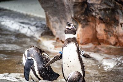 Penguins in sea during winter