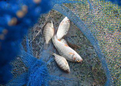 High angle view of fish in net