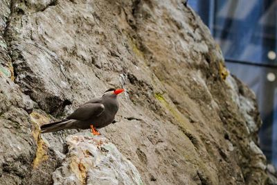 Close-up of bird perching on rock