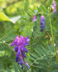 Close-up of purple flowers
