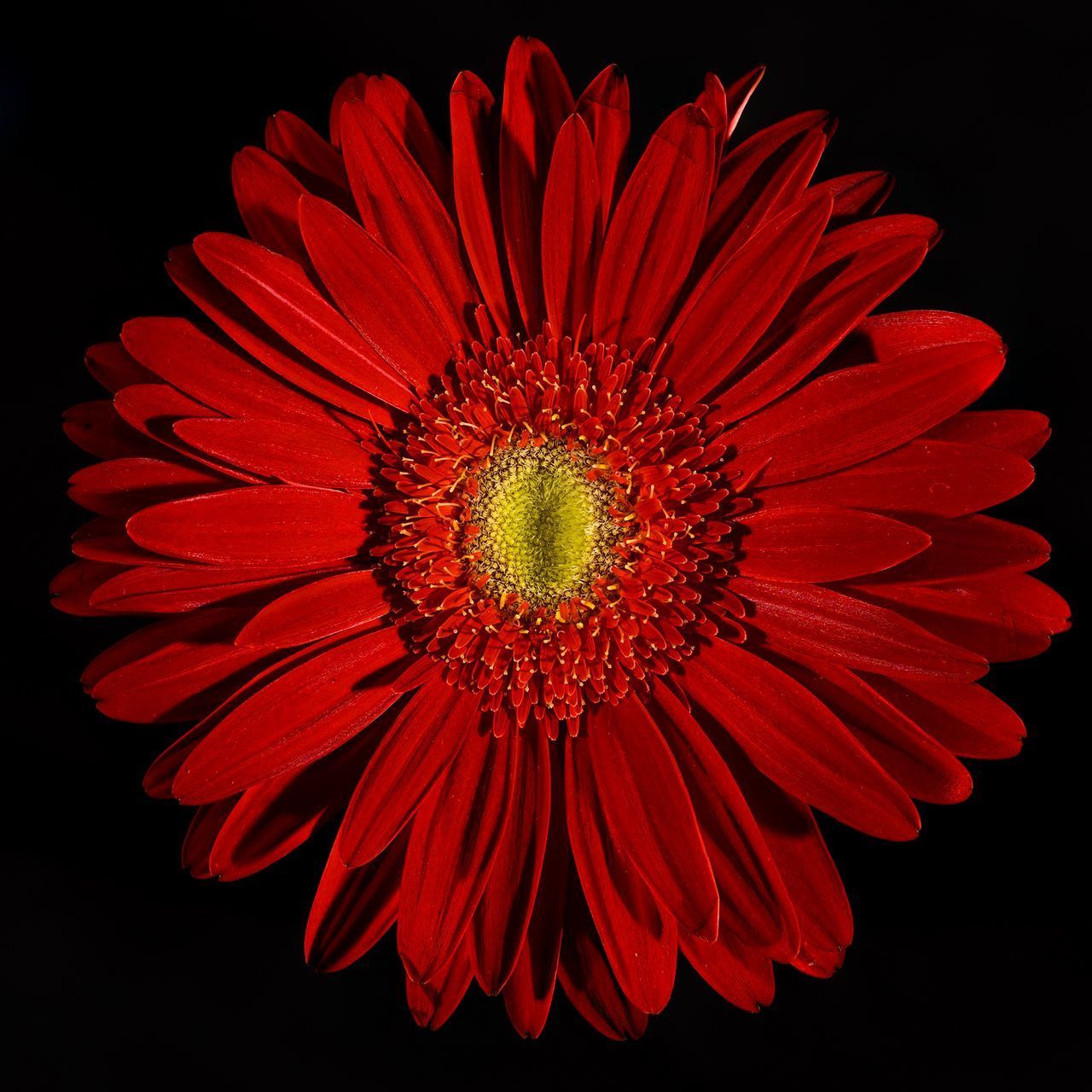 CLOSE-UP OF RED FLOWER