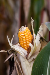 Close-up of corn