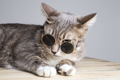Charming, funny green-eyed cat in round sunglasses.