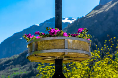 Close-up of pink flowering plant against blue sky