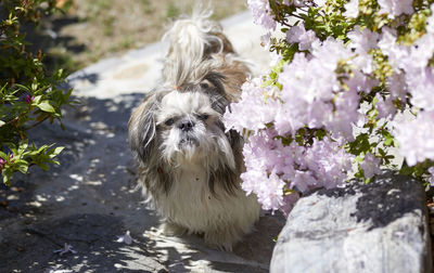 Close-up of dog