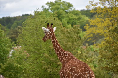 View of a giraffe