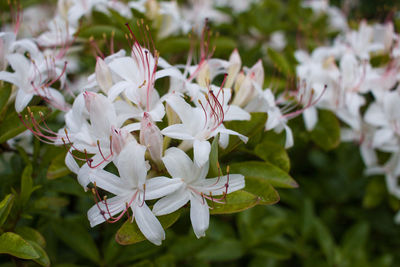 Close-up of white flowers blooming outdoors