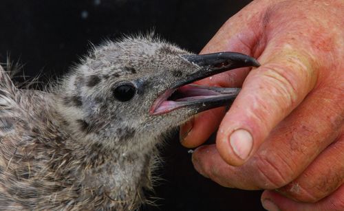 Close-up of baby hand holding bird