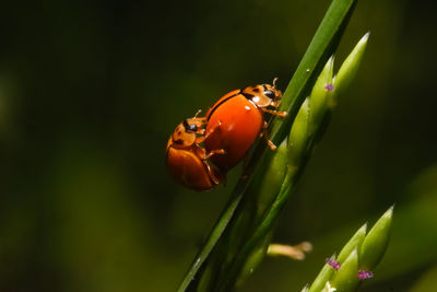 Close-up of ladybug on plant