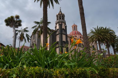 Palm trees and plants against sky