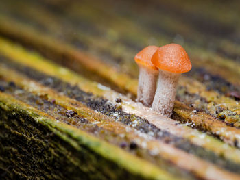 A pair of tiny fungi mushrooms close together in macro