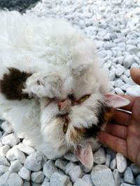 Close-up of hand holding white cat 