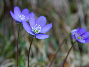 Close-up of purple crocus flowers