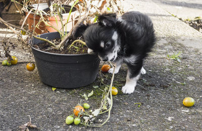 Portrait of dog with ball in mouth