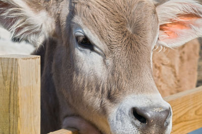 Close-up of horse in ranch