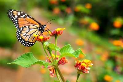 Close-up of butterfly pollinating flower