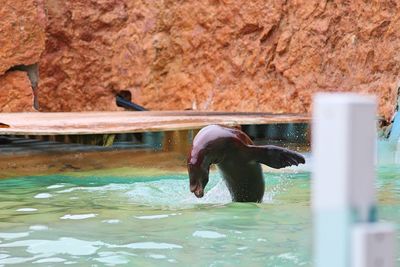 Sea lion diving into swimming pool at zoo