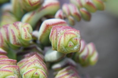 Close-up of berries growing on plant