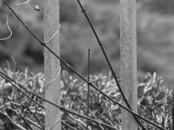 Close-up of plants growing outdoors