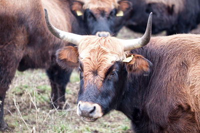 Close-up of bull