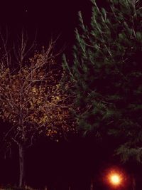 Low angle view of trees at night