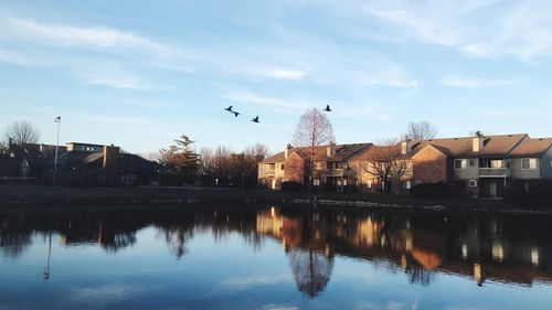 Birds flying over lake and buildings against sky