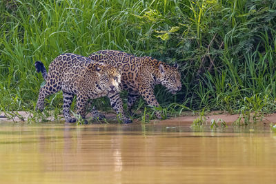 Leopard walking on floor