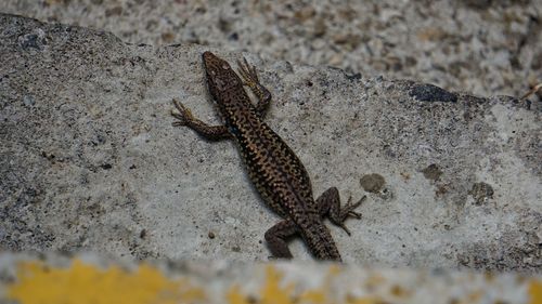 Close-up of lizard on rock