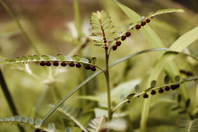 Close-up of insect on plant