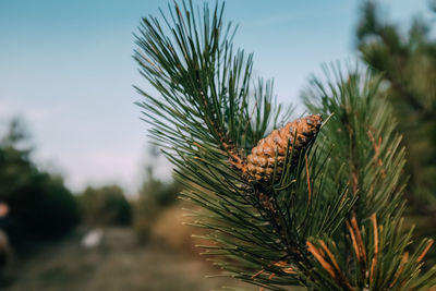 Close-up of plant against sky
