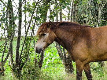Horse standing in a field
