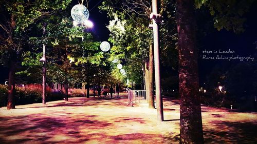 Trees in park at night