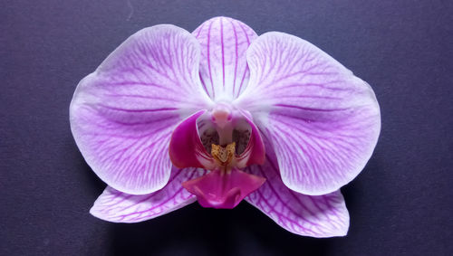 Close-up of flower against black background