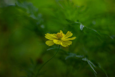 Close-up of yellow flowering plant