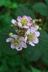 Close-up of purple flowers