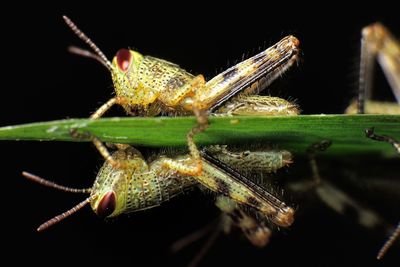 Close-up of insect on white surface