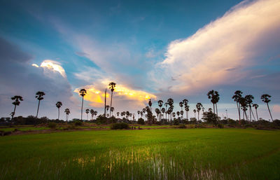 Scenic view of field against sky during sunset