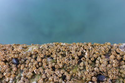 Close-up of shells on beach