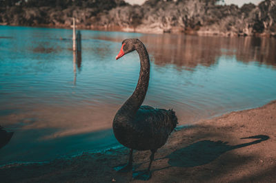 Swan on a lake