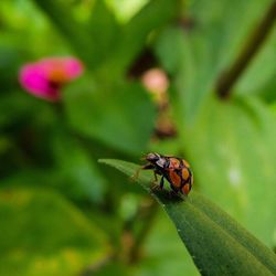 Close-up of insect on leaf