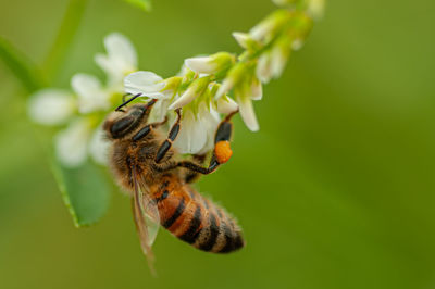 Close-up of bee on flower