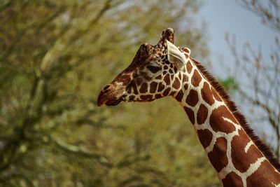 Close-up of giraffe